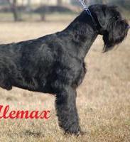 BRABUSALEMAX-PS